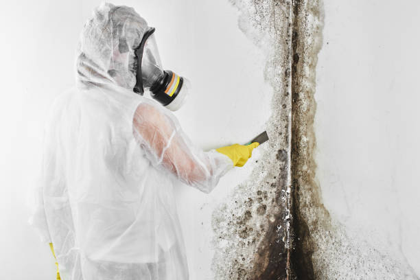 York Harbor, ME Mold Remediation Company