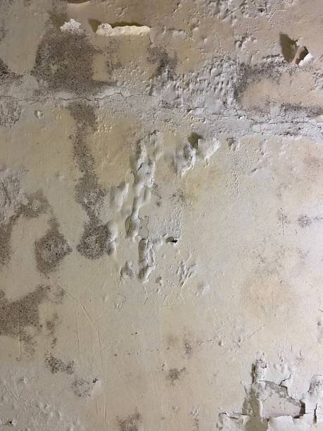 Best Post-Flood Mold Remediation in York Harbor, ME