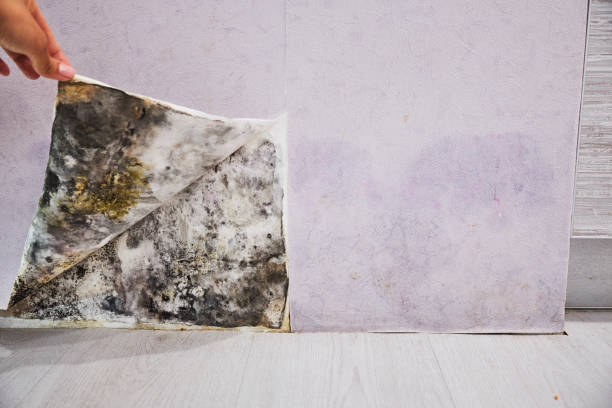 Best Insurance-Related Mold Remediation in York Harbor, ME